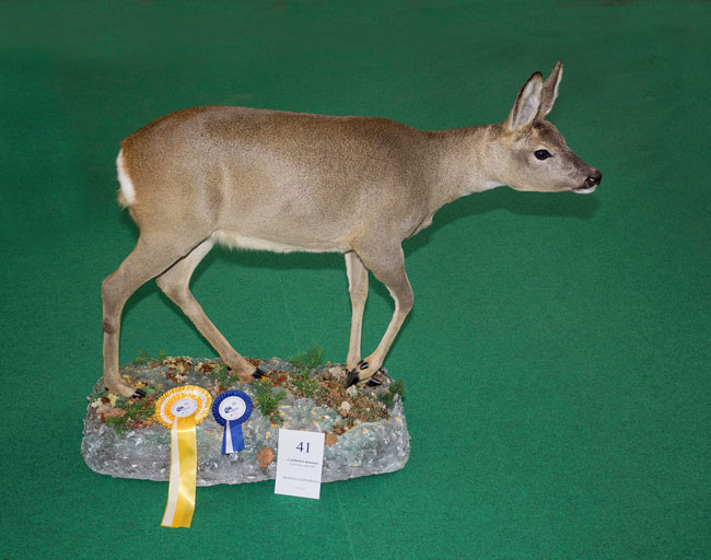 capriolo